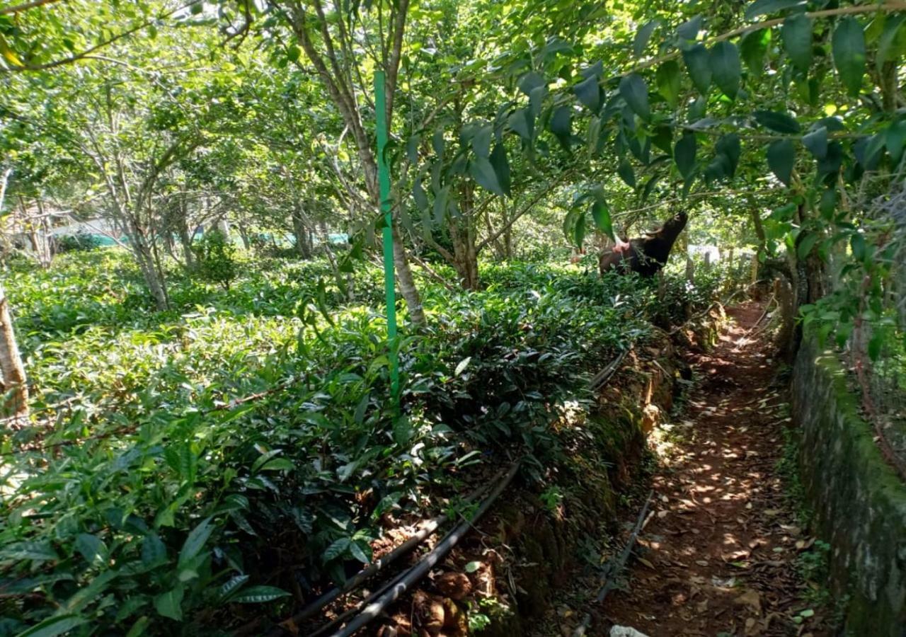 Pear Tree Inn Villa Kotagiri Buitenkant foto
